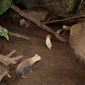 Randers Tropical Zoo - Bush dogs