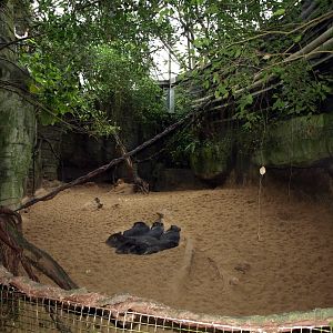 Randers Tropical Zoo - Peccaries