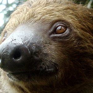 Randers Tropical Zoo - Sloth