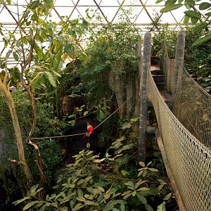Randers Tropical Zoo - Tree-topping