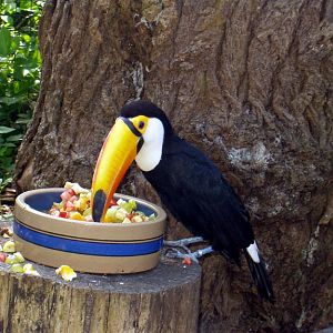 Aalborg Zoo - Toucan
