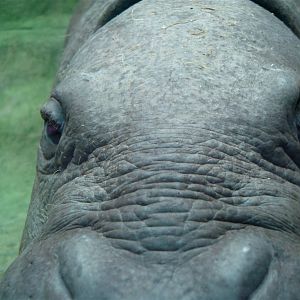 Aalborg Zoo - Pygmy hippo
