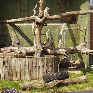 Aalborg Zoo - Orang-utan exhibit