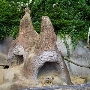 Aalborg Zoo - Meerkat exhibit