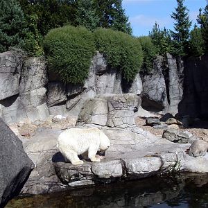 Aalborg Zoo - Polar bear exhibit