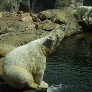 Aalborg Zoo - Polar bears