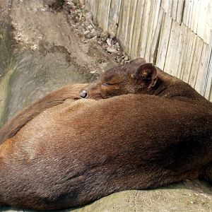 Aalborg Zoo - Fossa