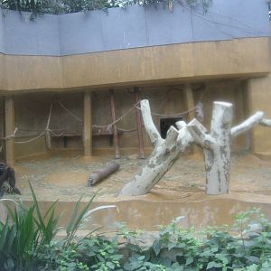 Hannover Zoo - Gorilla indoor exhibit