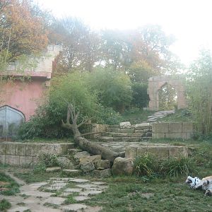 Hannover Zoo - Tiger exhibit