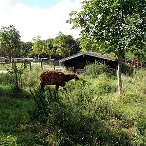 Ree Park - Forrest savannah