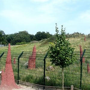 Ree Park - Cheetah enclosure