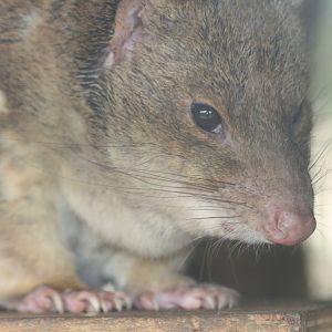 Tiger Quoll - Parndana Wildlife Park