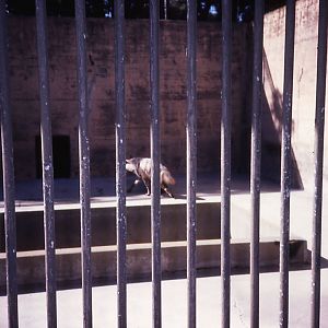 Hyena cage, 1987