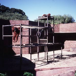 Orang enclosure, 1987