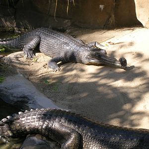Indian Gharial