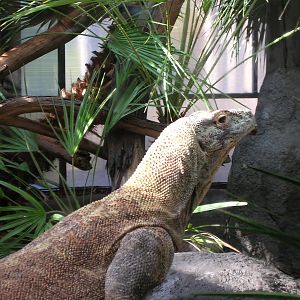 Komodo Monitor