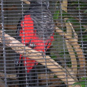 Pesquet's Parrot