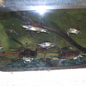 Red-headed River Turtles