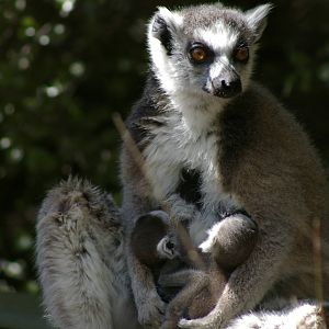 lemur twins
