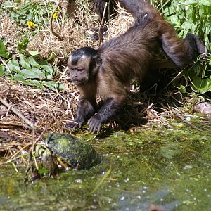 capuchin harrassing turtle