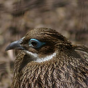 female Himalayan monal