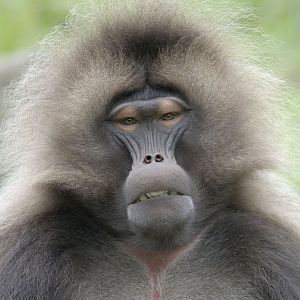 Gelada (frontal)