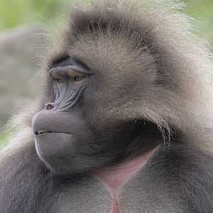 Gelada (semi-profile)