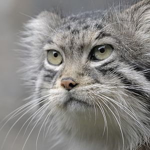 Pallas' cat