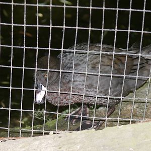 blue duck (Hymenolaimus malacorhynchos)