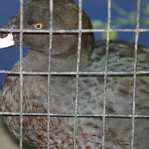 blue duck (Hymenolaimus malacorhynchos)