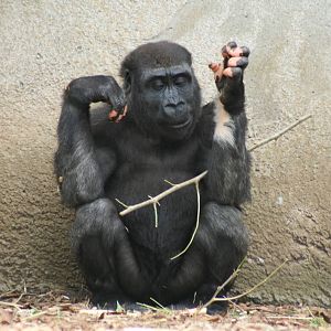 taronga Gorilla 30.10.2008