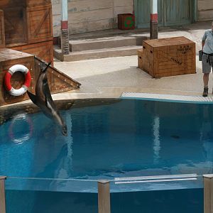 taronga zoo seal theatre