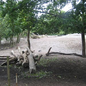 Skansen - European bison exhibit
