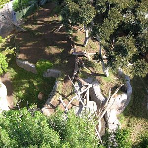 Gorilla Tropics Aerial View