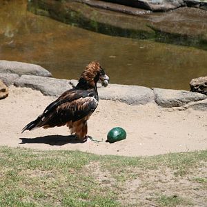 Slammer - Black-breasted Buzzard
