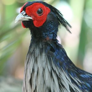 Nepal Kalij Pheasant cock