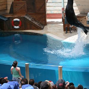 Seal Show