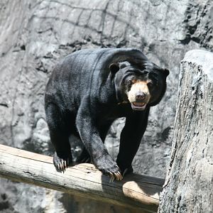 Sun Bear