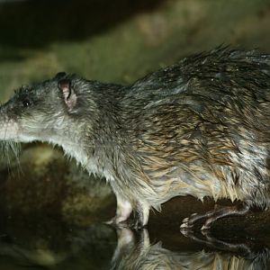 Water Rat