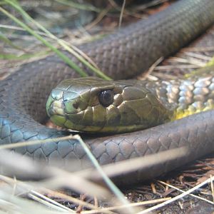 Tiger Snake