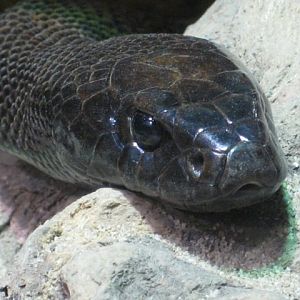 Inland Taipan