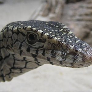 Juvenile Perentie