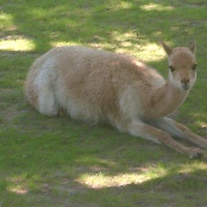 vicuna kolmården zoo