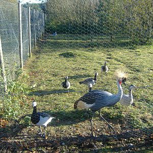 Black Isle Wildlife Park November 2008