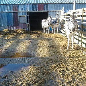 Black Isle Wildlife Park November 2008
