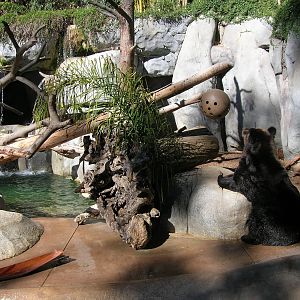 Manchurian Brown Bear