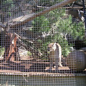 Mountain Lion