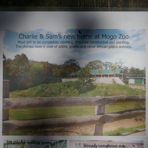 future chimpanzee enclosure