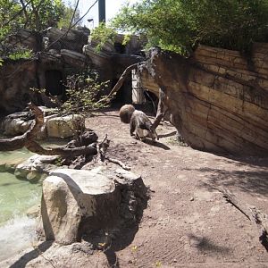 Giant Anteater - Range of Jaguar