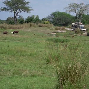 Savanna - Kilamanjaro Safari